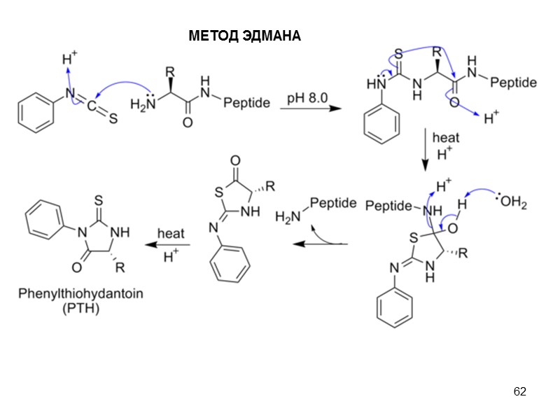 62 МЕТОД ЭДМАНА
